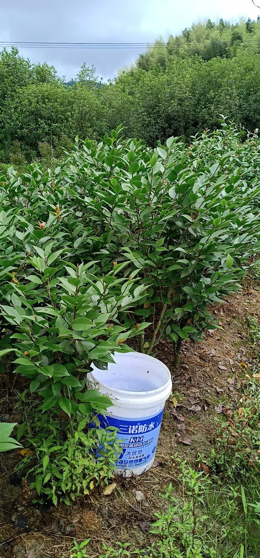 成品茶花树，树形好品种多。粗地径二以上